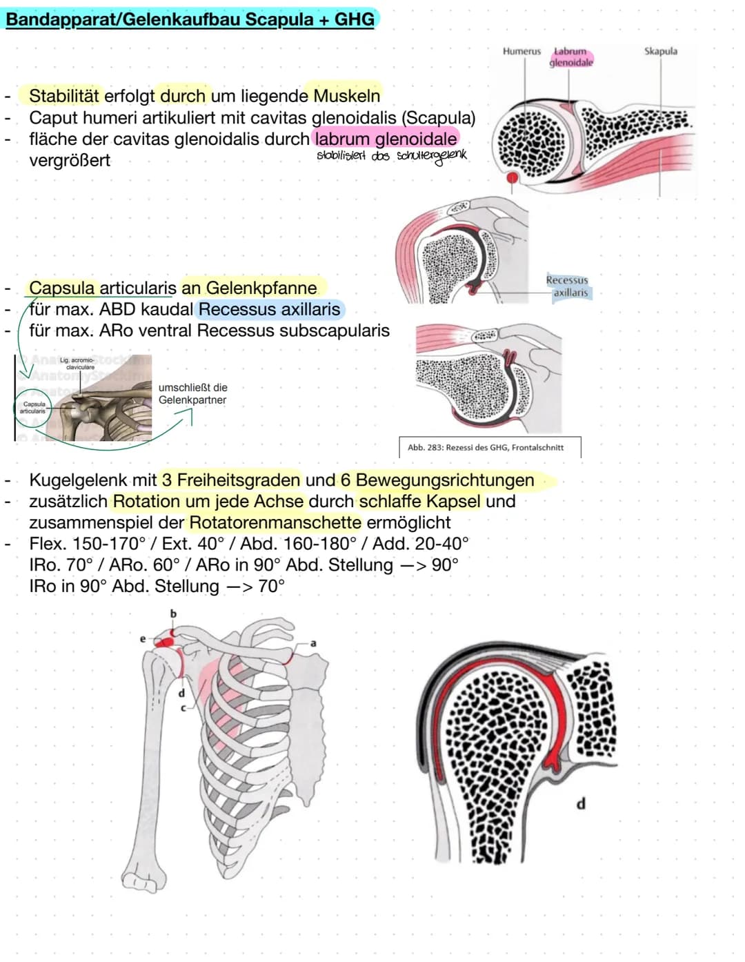 Sulcus intertubercu
Laris
Tuberculum majus
crista tuberculi
majoris
Fossa radialis
Epicondylus
laterals
caput radii
collum radii
Tuberositas