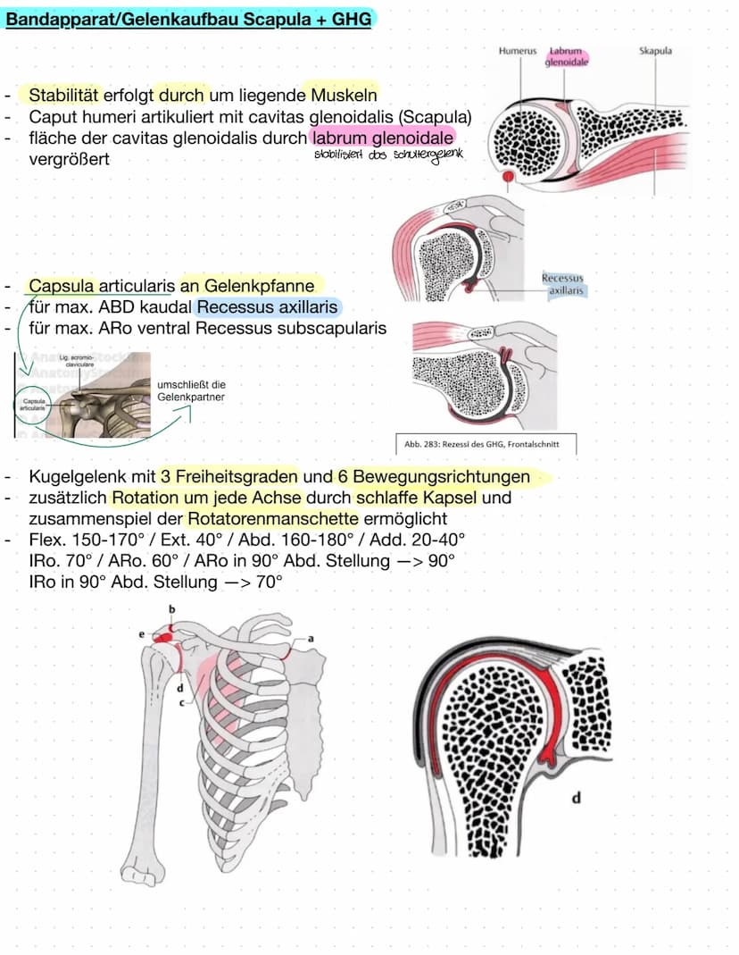 Sulcus intertubercu
Laris
Tuberculum majus
crista tuberculi
majoris
Fossa radialis
Epicondylus
laterals
caput radii
collum radii
Tuberositas