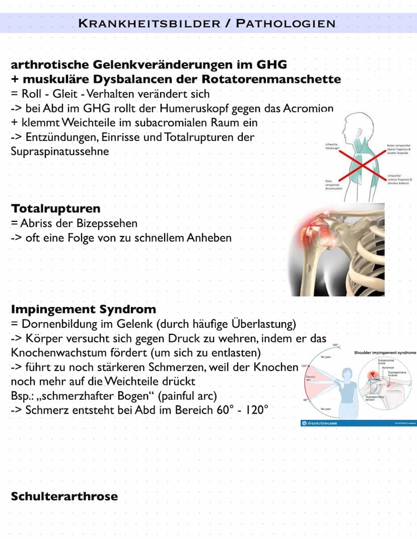 Sulcus intertubercu
Laris
Tuberculum majus
crista tuberculi
majoris
Fossa radialis
Epicondylus
laterals
caput radii
collum radii
Tuberositas