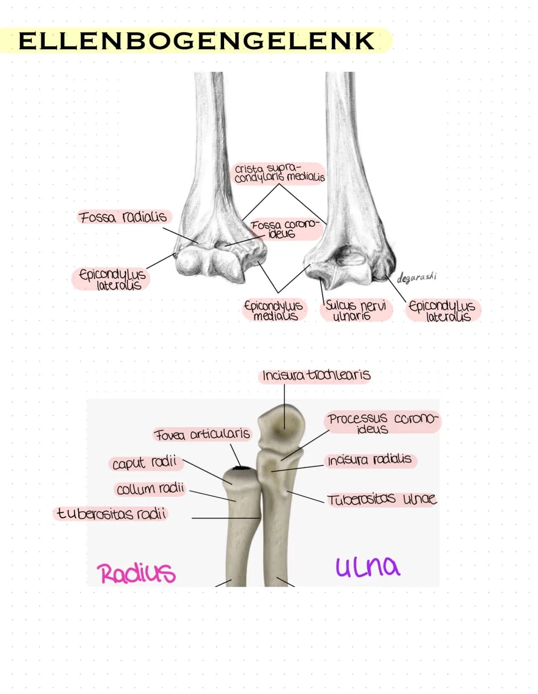 Sulcus intertubercu
Laris
Tuberculum majus
crista tuberculi
majoris
Fossa radialis
Epicondylus
laterals
caput radii
collum radii
Tuberositas