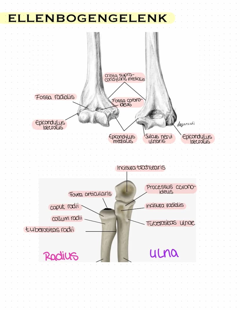 Sulcus intertubercu
Laris
Tuberculum majus
crista tuberculi
majoris
Fossa radialis
Epicondylus
laterals
caput radii
collum radii
Tuberositas