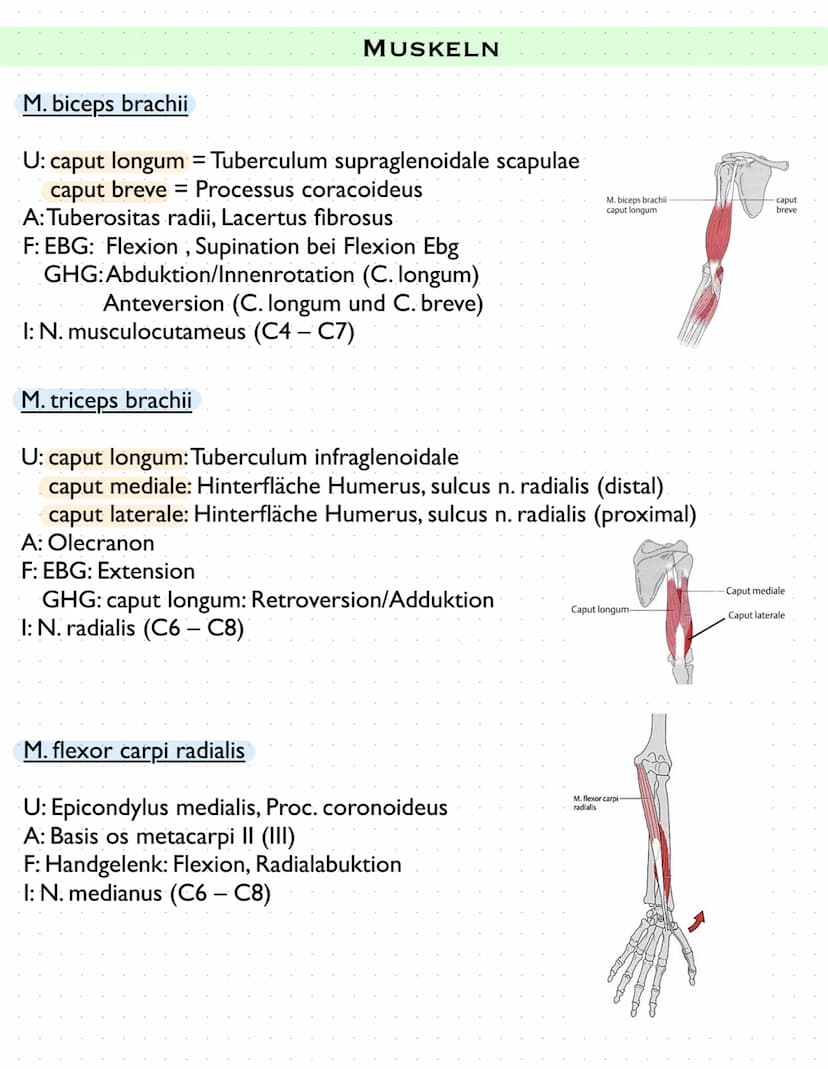 Sulcus intertubercu
Laris
Tuberculum majus
crista tuberculi
majoris
Fossa radialis
Epicondylus
laterals
caput radii
collum radii
Tuberositas