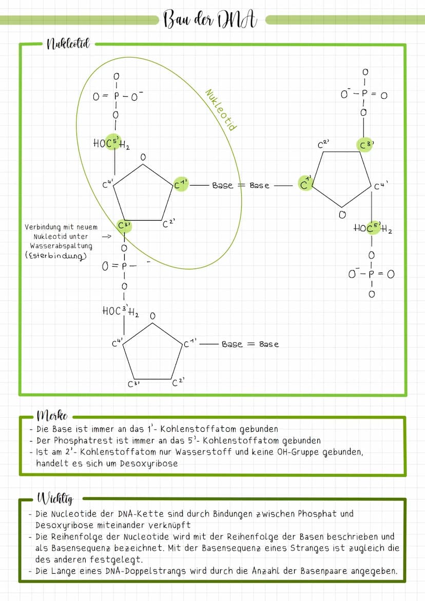 Bausteine der Nukleinsäuren
Desoxyribonukleinmoleküle sind Makromoleküle. Desoxyribonukleinsäure ist ein langes
Kettenmolekül (Polymer), bes