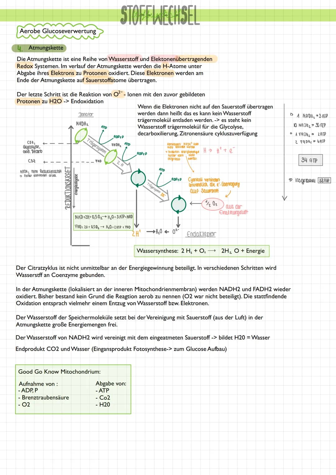  3.2 Stoffabbau - Zellatmung
Überblick
STOFFWECHSEL
Die Umwandlung energiereicher körpereigener Stoffe in energieärmere Stoffe bezeichnet ma