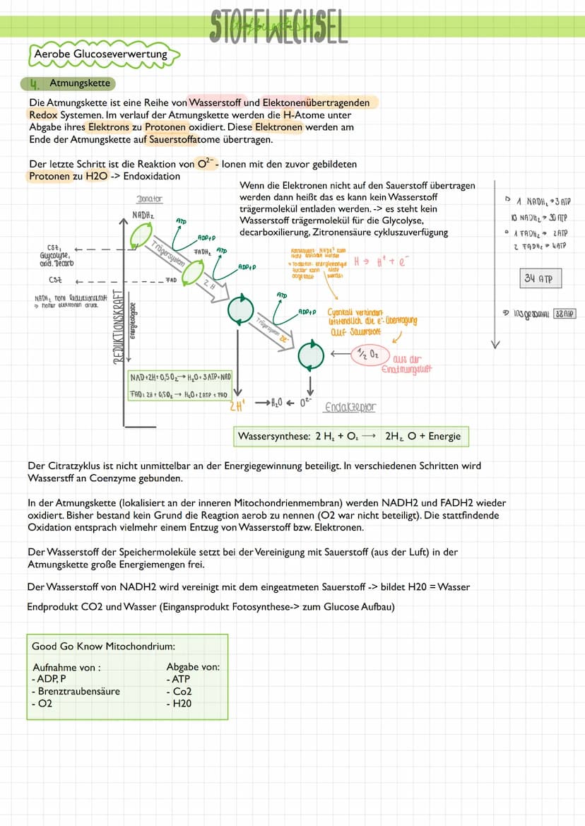  3.2 Stoffabbau - Zellatmung
Überblick
STOFFWECHSEL
Die Umwandlung energiereicher körpereigener Stoffe in energieärmere Stoffe bezeichnet ma