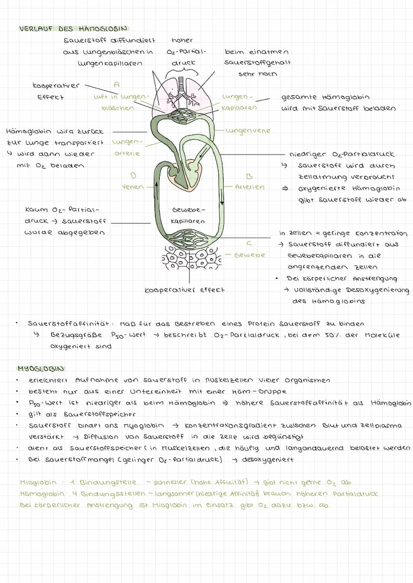 Enzymatik PROTEINE
ALLGEMEIN
deutsche Bezeichnung: Eiweiße
liefern
Proteine
haben im Körpervielfältige Funktionen (lebenswichtig)
STRUKTUR
a