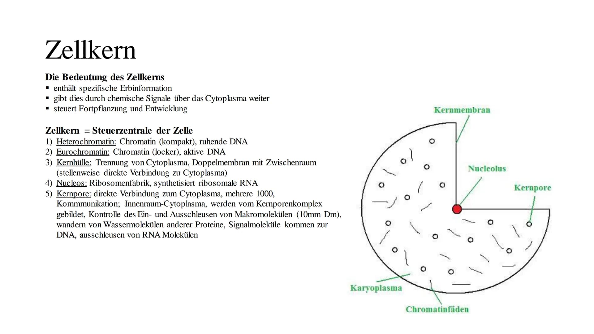 Cytologie
lat.: cellua die kleine Kammer Zellbiologie
alle Lebewesen, so verschieden sie auch sind, sind aus Zellen und ihren Produkten aufg