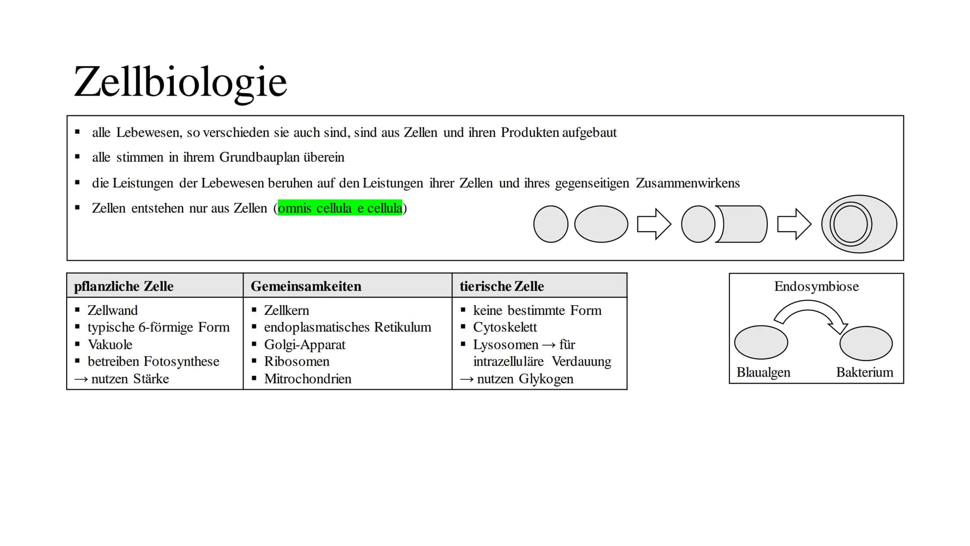 Cytologie
lat.: cellua die kleine Kammer Zellbiologie
alle Lebewesen, so verschieden sie auch sind, sind aus Zellen und ihren Produkten aufg