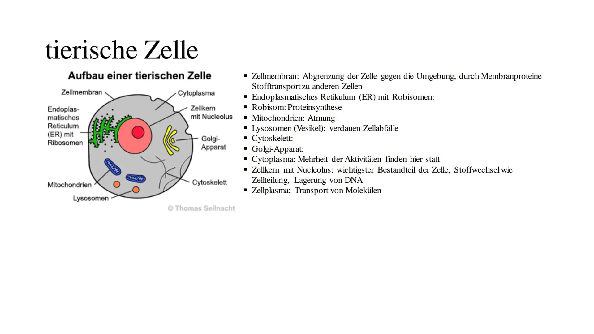 Cytologie
lat.: cellua die kleine Kammer Zellbiologie
alle Lebewesen, so verschieden sie auch sind, sind aus Zellen und ihren Produkten aufg