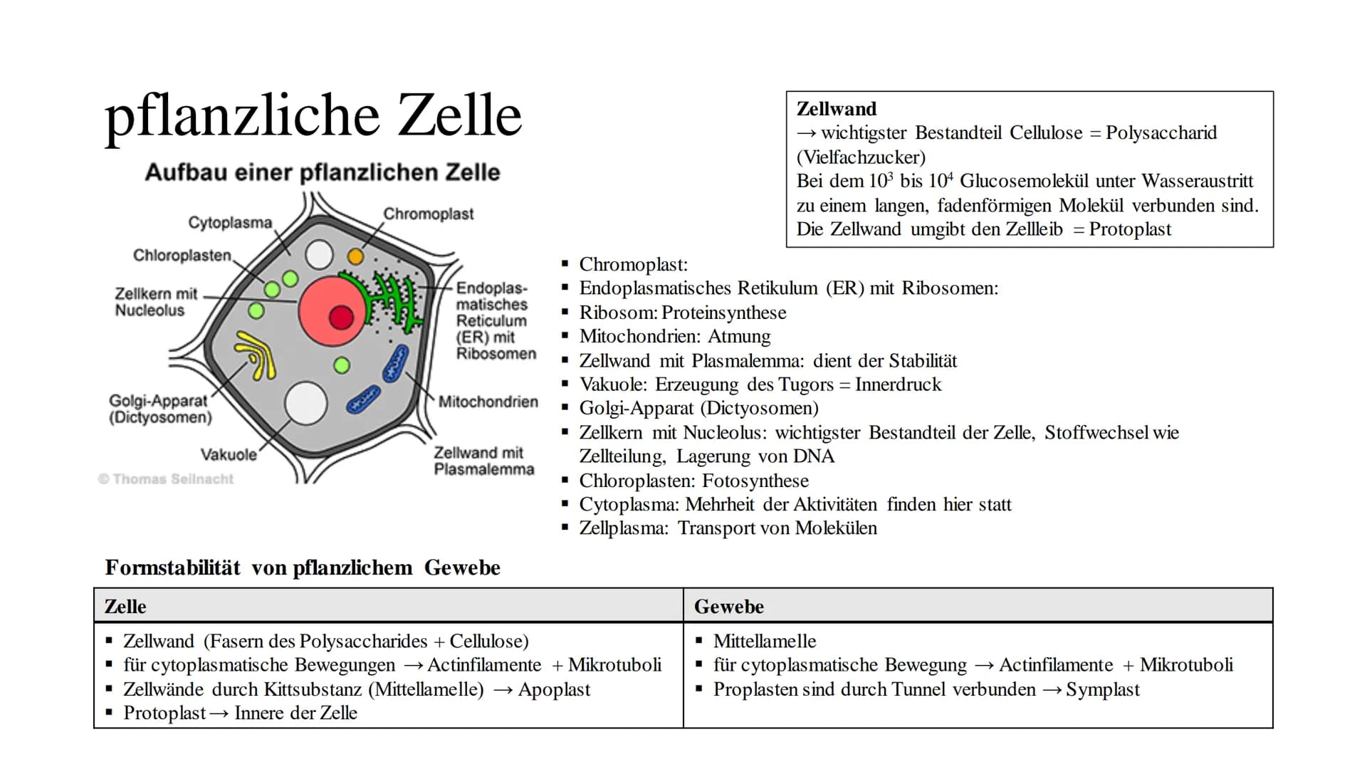 Cytologie
lat.: cellua die kleine Kammer Zellbiologie
alle Lebewesen, so verschieden sie auch sind, sind aus Zellen und ihren Produkten aufg