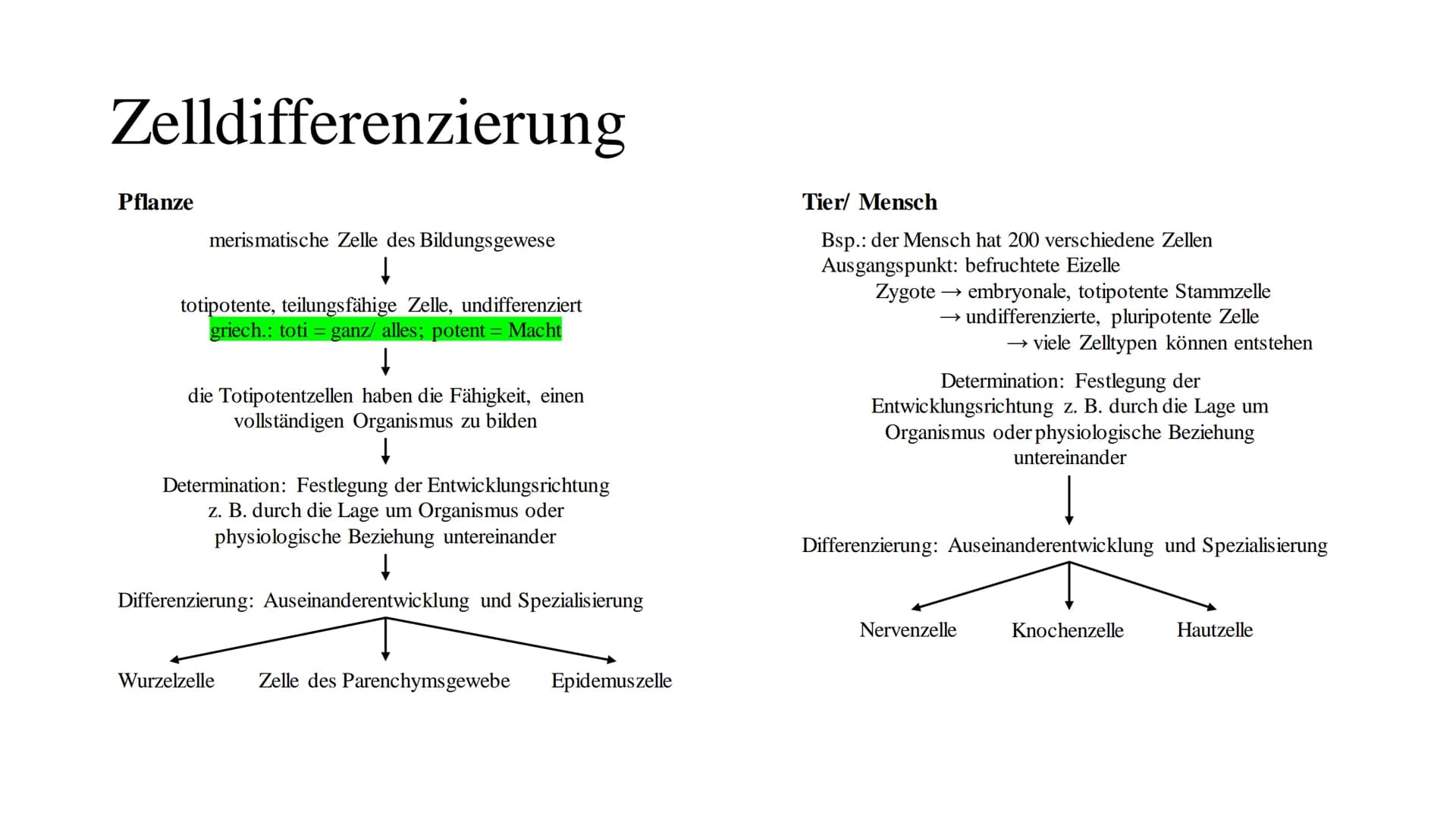 Cytologie
lat.: cellua die kleine Kammer Zellbiologie
alle Lebewesen, so verschieden sie auch sind, sind aus Zellen und ihren Produkten aufg
