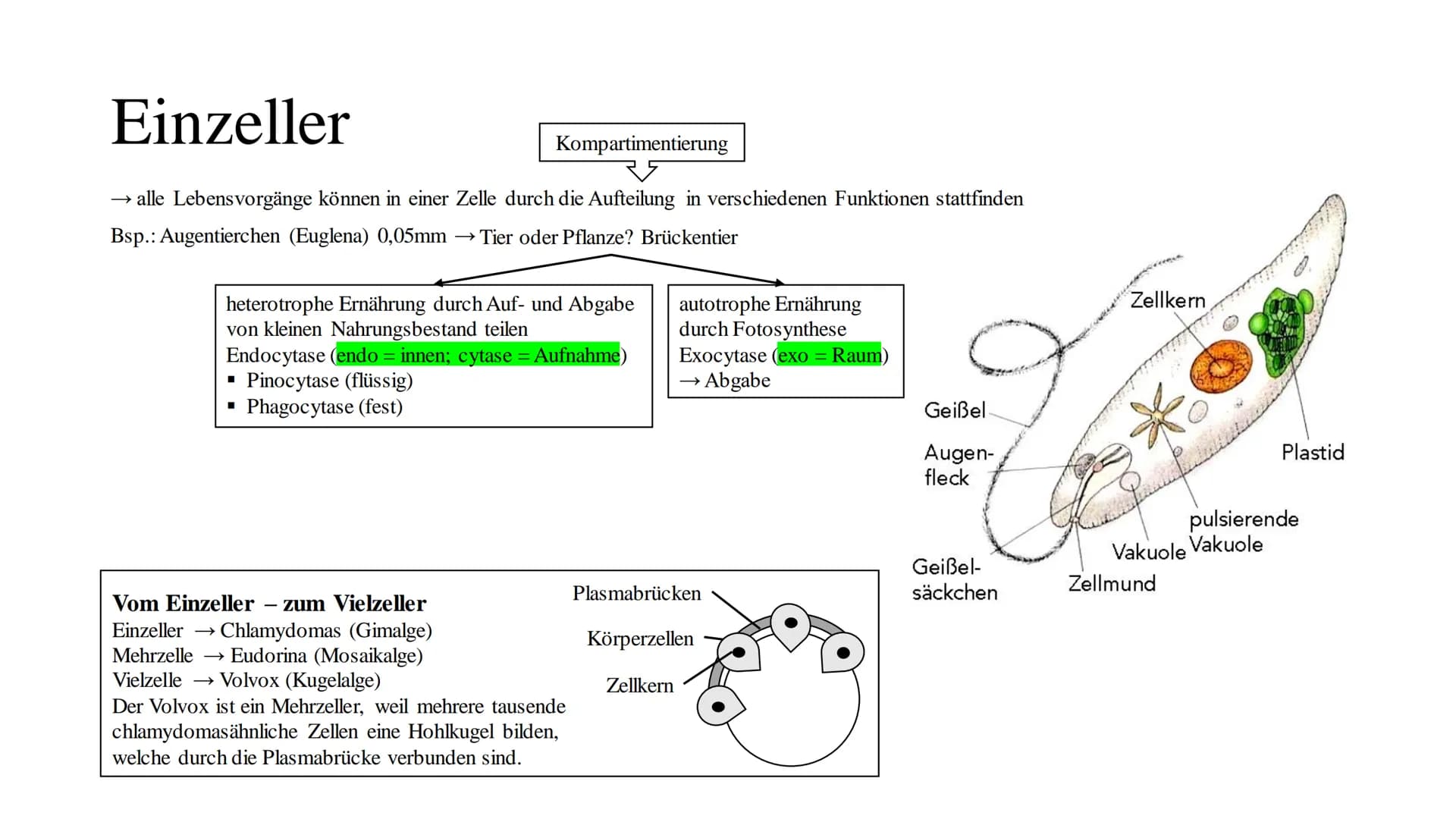 Cytologie
lat.: cellua die kleine Kammer Zellbiologie
alle Lebewesen, so verschieden sie auch sind, sind aus Zellen und ihren Produkten aufg
