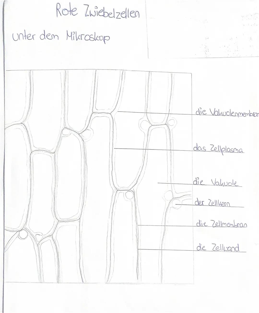 rote zwiebelzellen mikroskopische Zeichnungen 