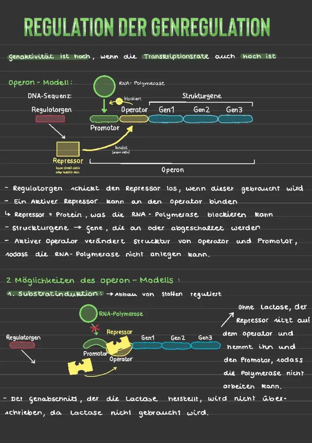 Operon Modell