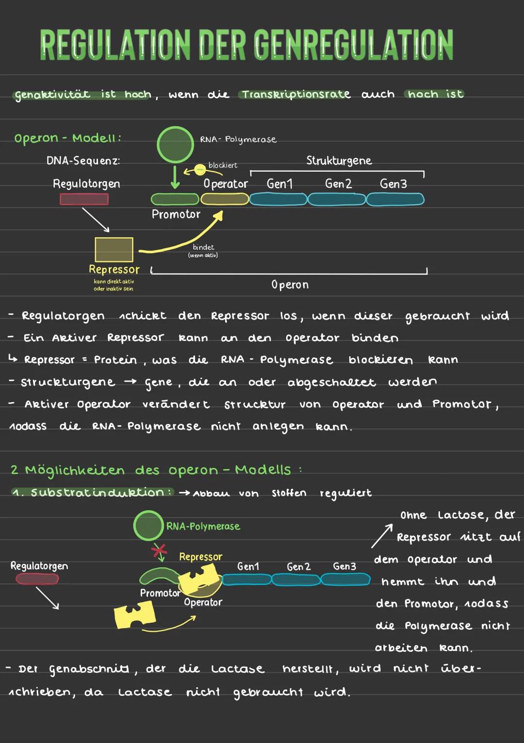 REGULATION DER GENREGULATION
genaktivität ist hoch, wenn die Transkriptionsrate auch hoch ist
Operon-Modell:
DNA-Sequenz:
Regulatorgen
Repre