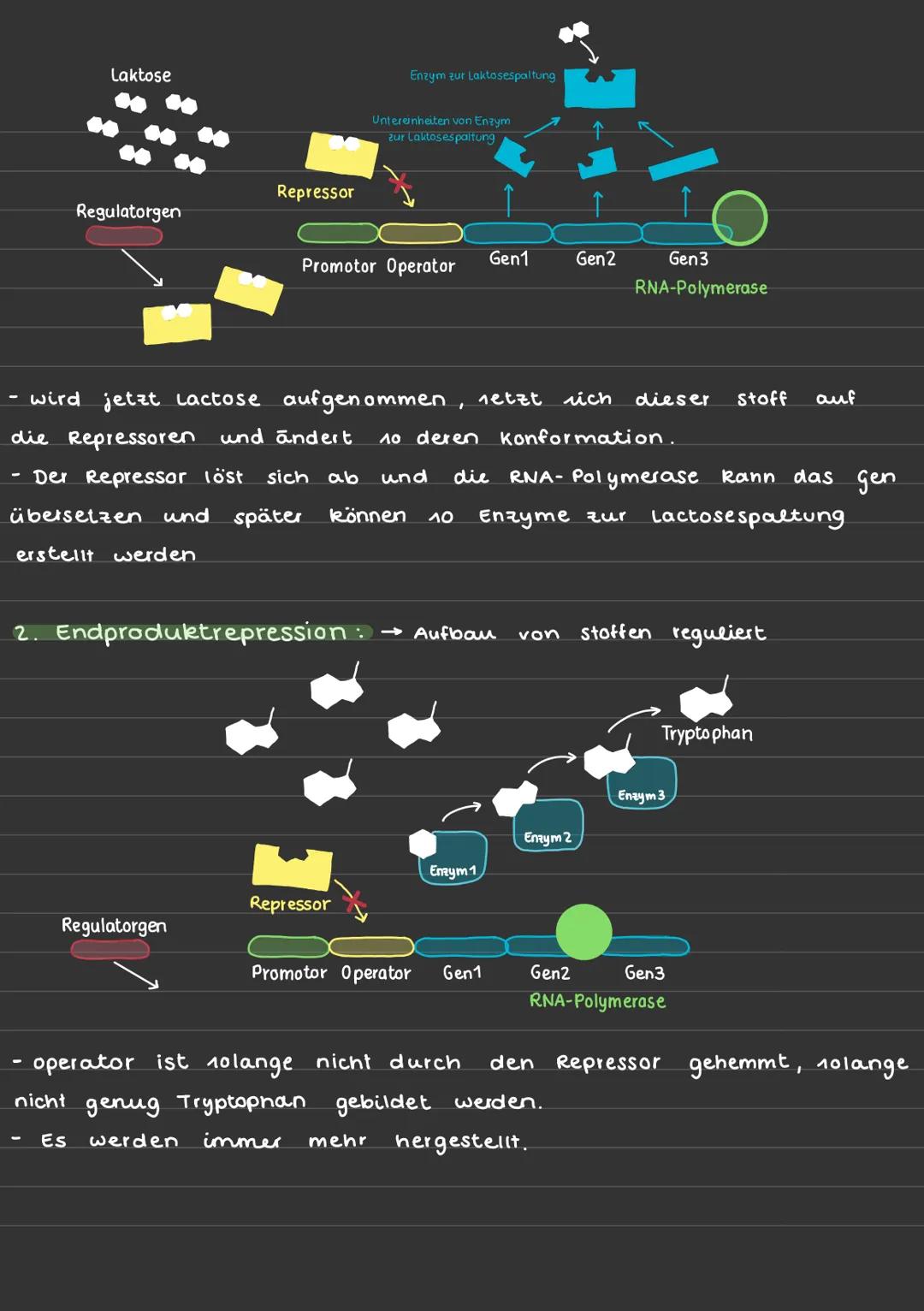REGULATION DER GENREGULATION
genaktivität ist hoch, wenn die Transkriptionsrate auch hoch ist
Operon-Modell:
DNA-Sequenz:
Regulatorgen
Repre