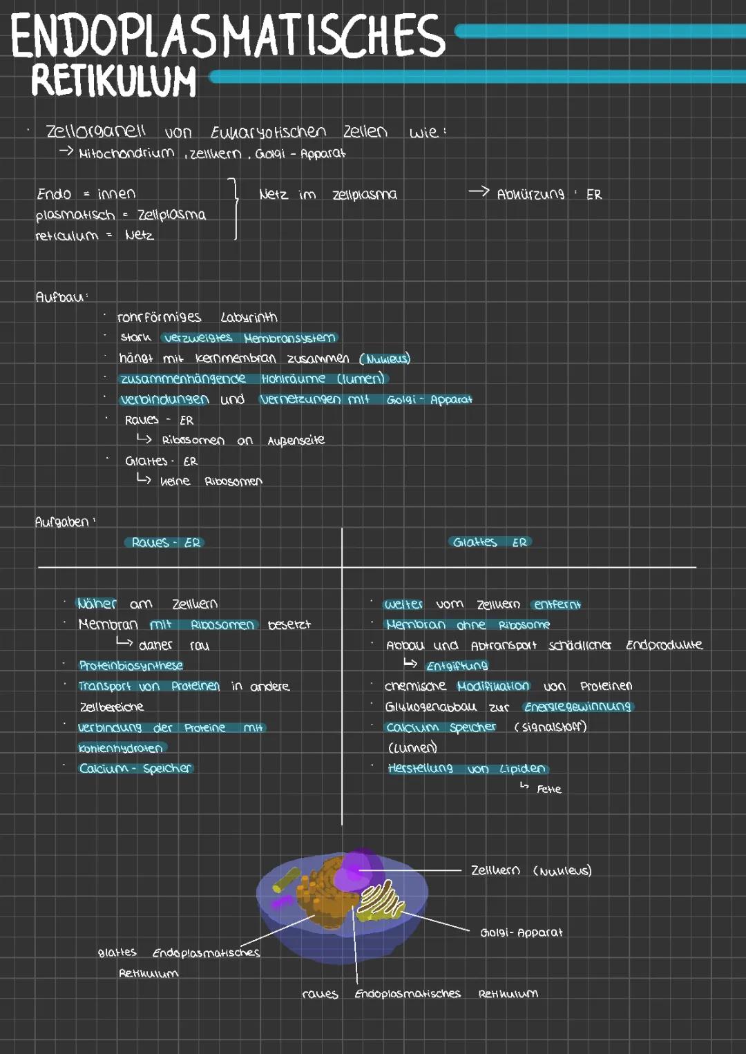 Endoplasmatisches Retikulum 