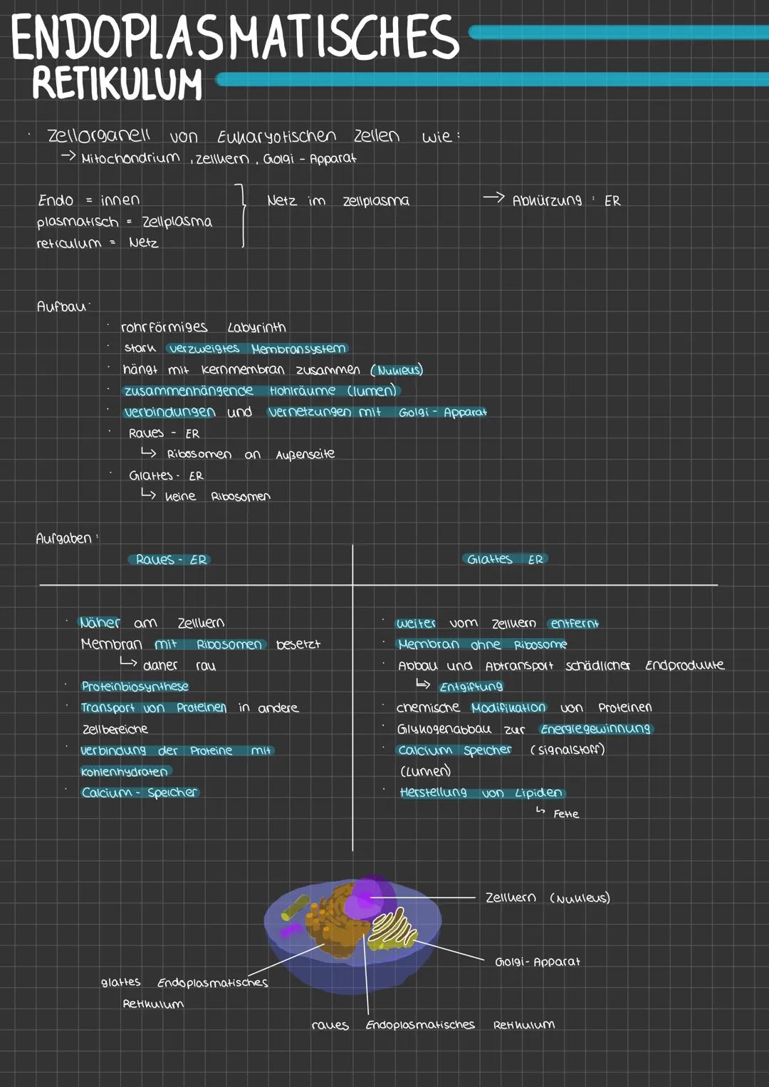 ENDOPLASMATISCHES
RETIKULUM
Zellorganell von Eukaryotischen Zellen
-> Mitochondrium, zelluern, Golgi - Apparat
Endo= innen
plasmatisch = Zel
