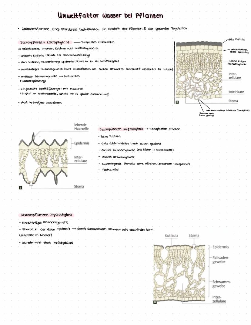 GLOSSAR
physiologische Potenz:
Werteberaich, den ein bestimmter Umweltfaktor annehmen muss, damit an Individium überleben kann.
Einfluss von