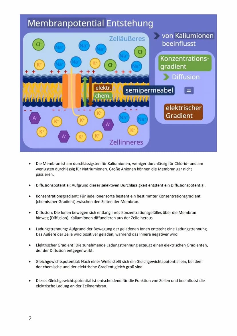 Membranpotenzial/Ruhepotenzial/Aktionspotenzial
●
Membranpotenzial
●
●
●
Membranpotential: Eine elektrische Spannung aufgrund von Ladungsunt