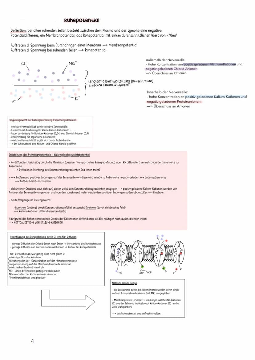 Membranpotenzial/Ruhepotenzial/Aktionspotenzial
●
Membranpotenzial
●
●
●
Membranpotential: Eine elektrische Spannung aufgrund von Ladungsunt
