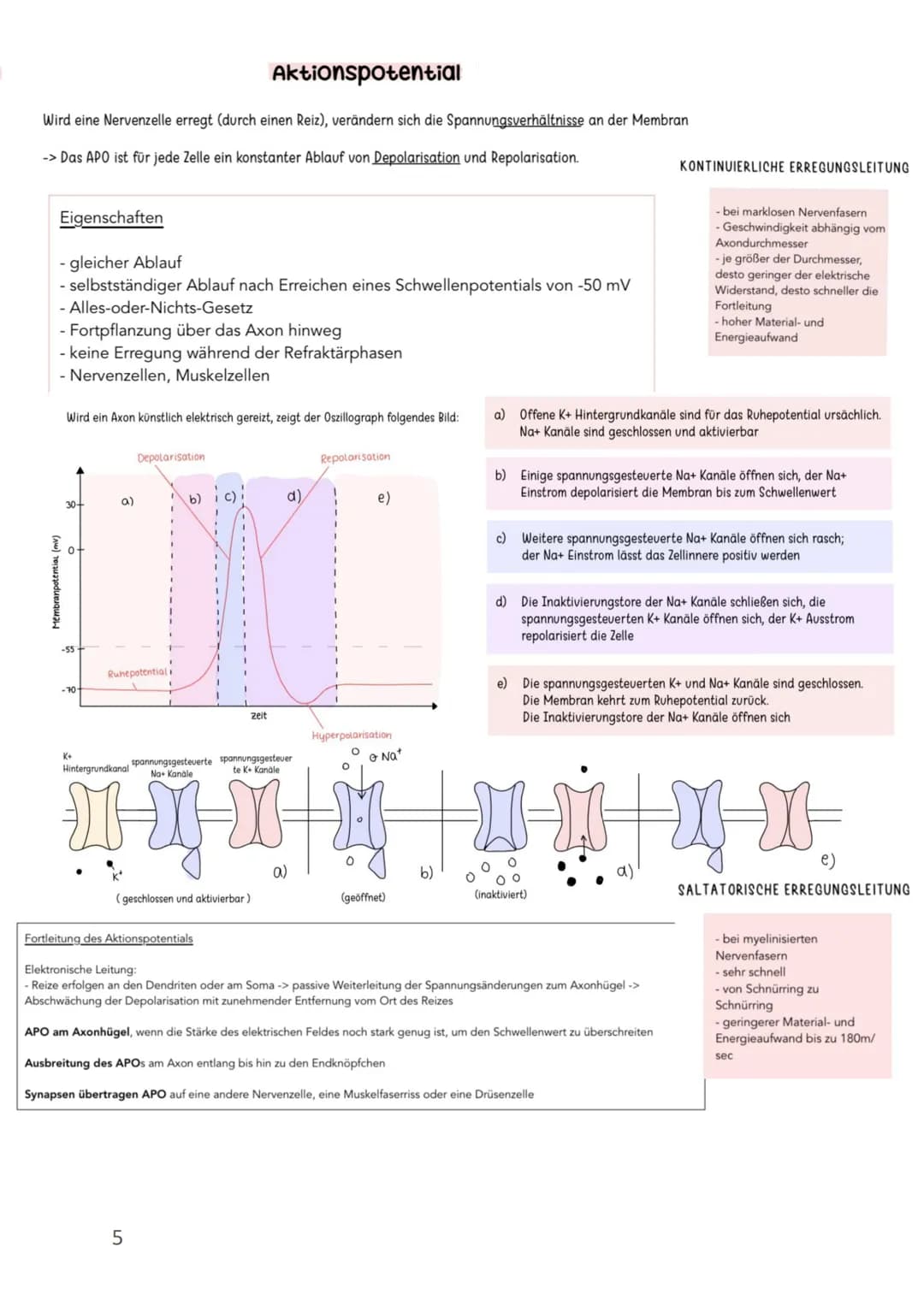 Membranpotenzial/Ruhepotenzial/Aktionspotenzial
●
Membranpotenzial
●
●
●
Membranpotential: Eine elektrische Spannung aufgrund von Ladungsunt