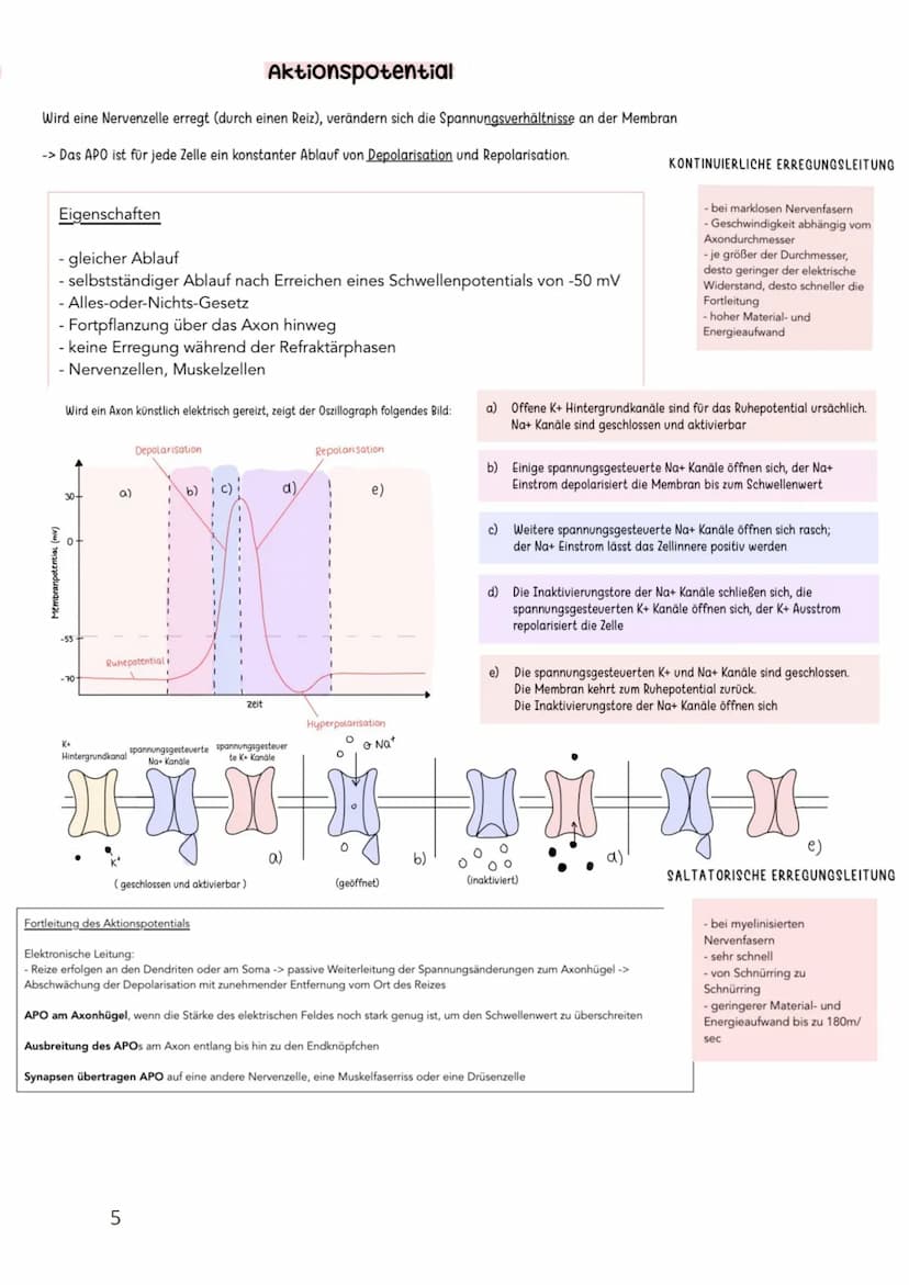Membranpotenzial/Ruhepotenzial/Aktionspotenzial
●
Membranpotenzial
●
●
●
Membranpotential: Eine elektrische Spannung aufgrund von Ladungsunt