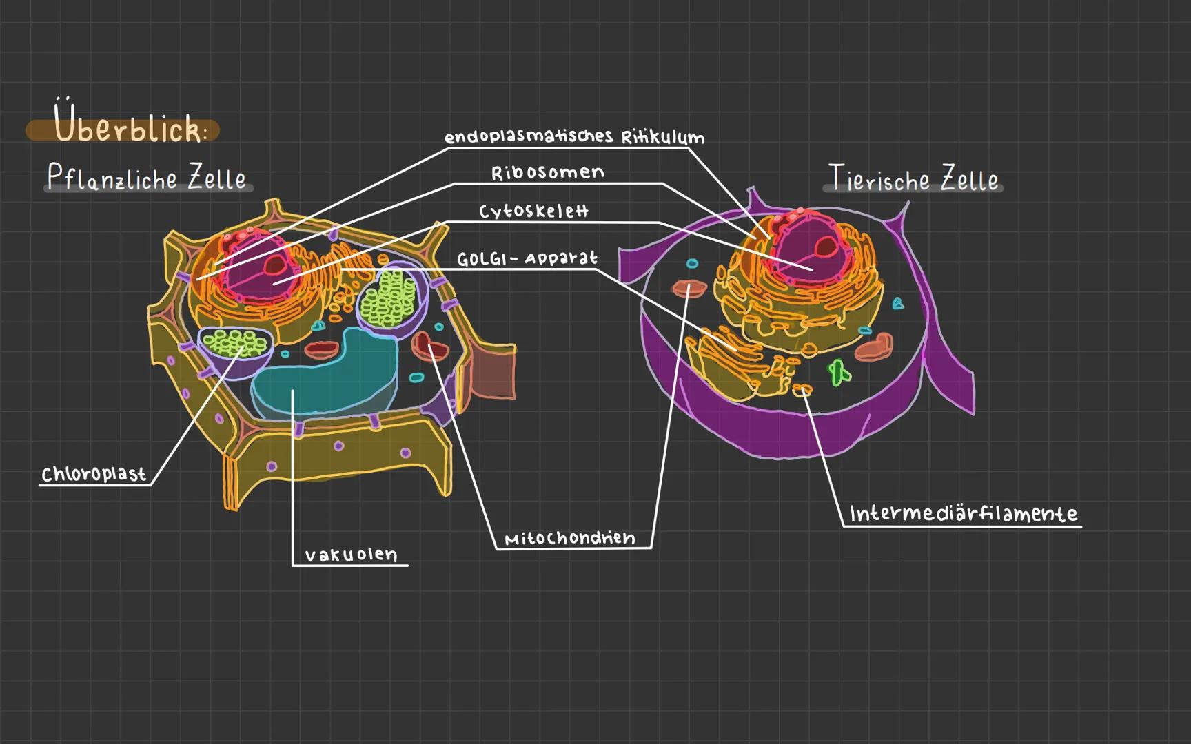 Biologictest - Zellorganellan
Themenübersicht
zellulärer Bau von Lebewesen
Geschichte der Zellbiologie
Zellorganellen
Beispiel:
-Organisatio