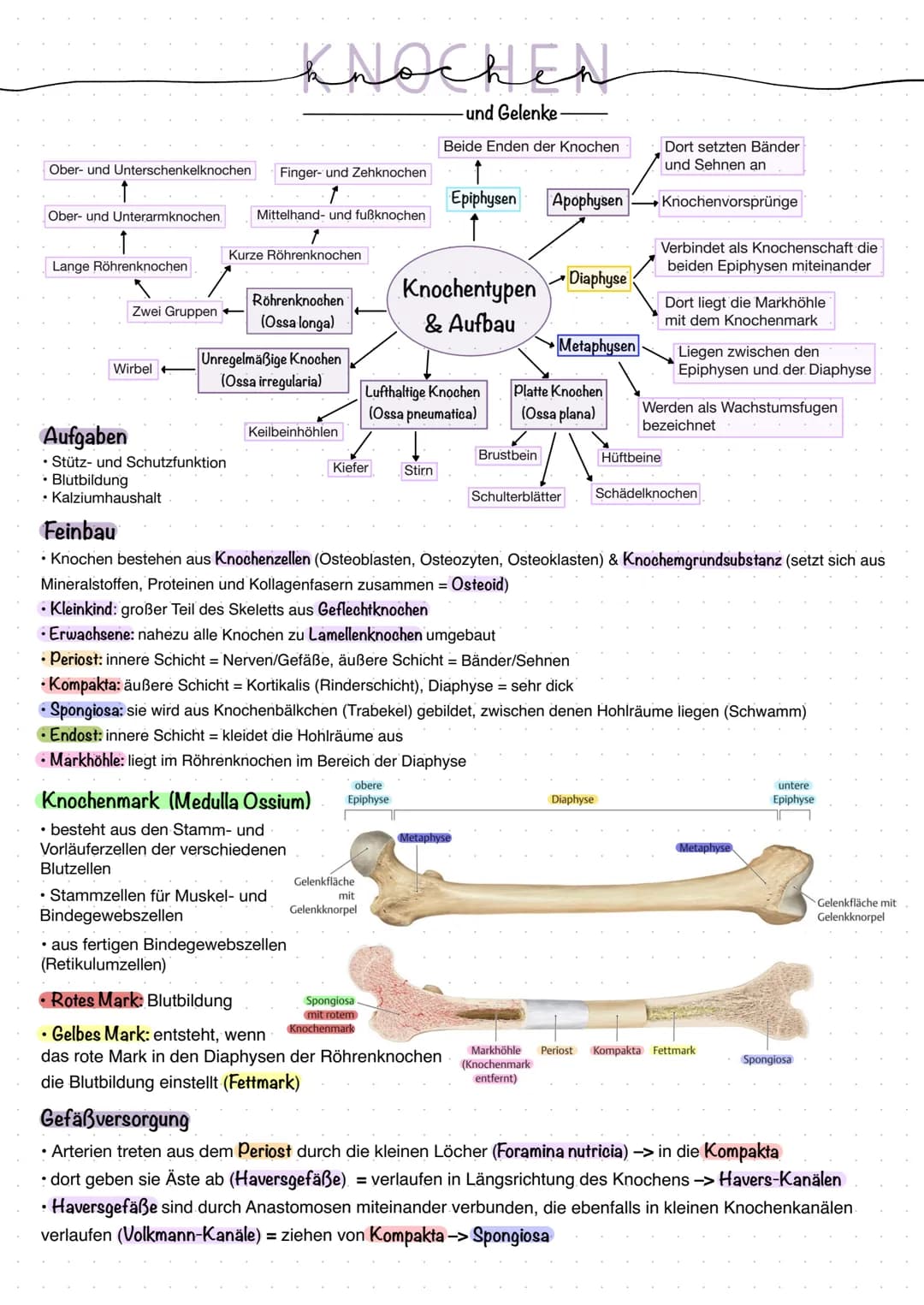 Ober- und Unterschenkelknochen
Finger- und Zehknochen
1
Ober- und Unterarmknochen. Mittelhand- und fußknochen
Lange Röhrenknochen
Zwei Grupp