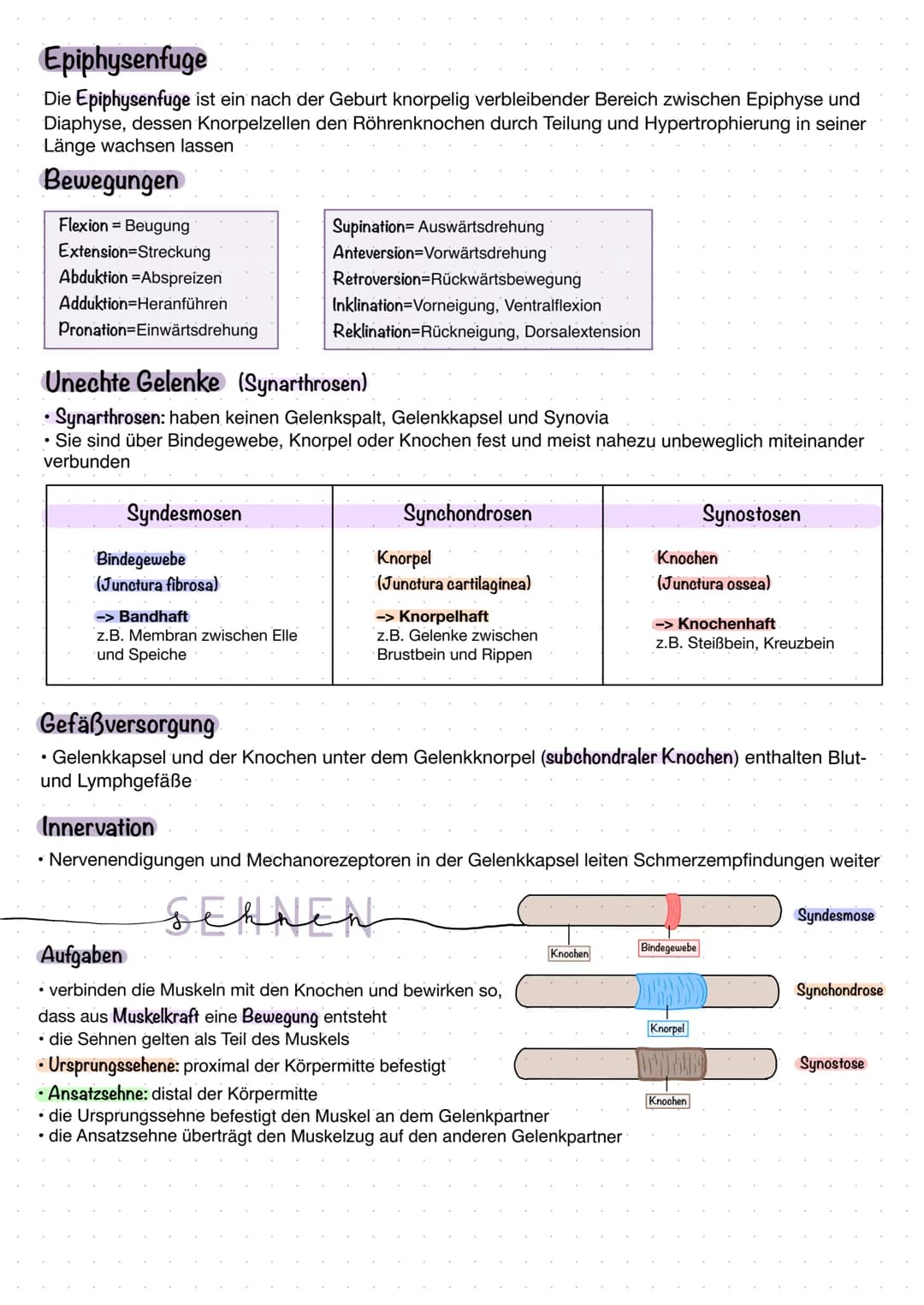 Ober- und Unterschenkelknochen
Finger- und Zehknochen
1
Ober- und Unterarmknochen. Mittelhand- und fußknochen
Lange Röhrenknochen
Zwei Grupp