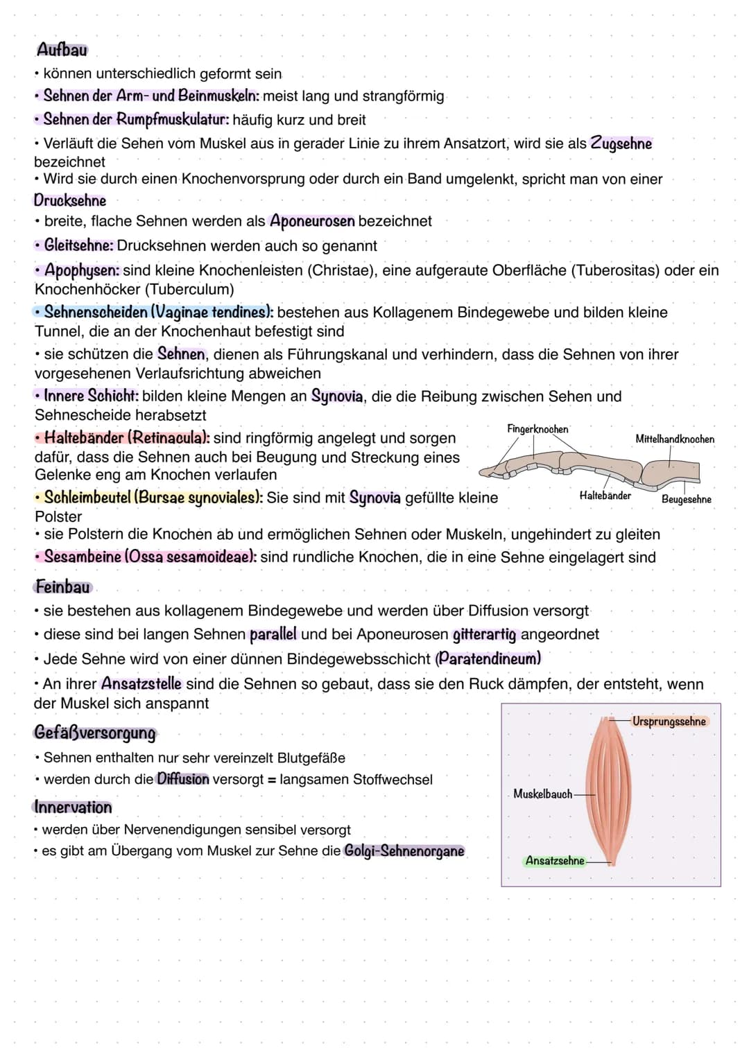 Ober- und Unterschenkelknochen
Finger- und Zehknochen
1
Ober- und Unterarmknochen. Mittelhand- und fußknochen
Lange Röhrenknochen
Zwei Grupp