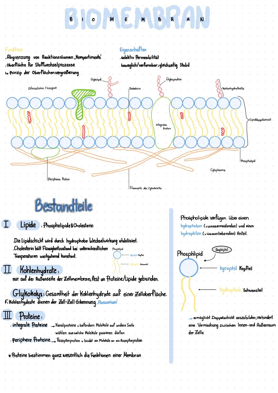 # BIOMEMBRAN

*   Abgrenzung von Reaktionsräumen Kompartimente
*   Oberfläche für Stoffwechselprozesse
*   1. Prinzip der Oberflächen vergrö