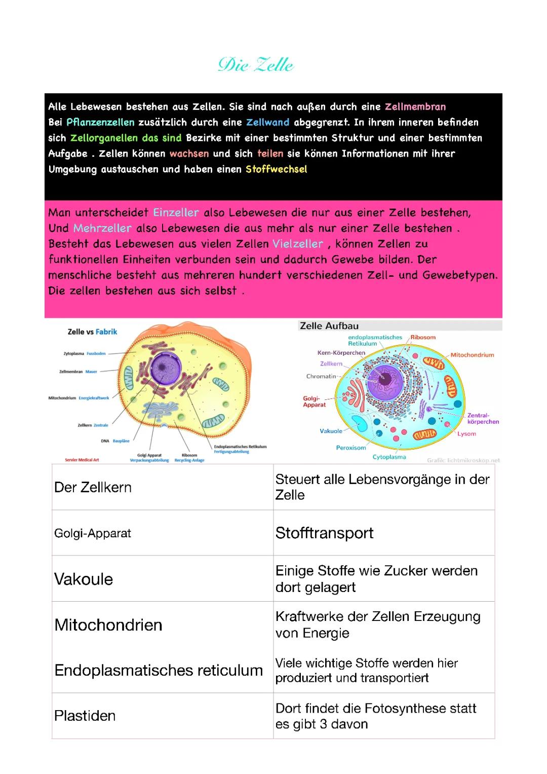 Die Zelle: Aufbau, Funktion, Mehrzeller und Einzeller einfach erklärt