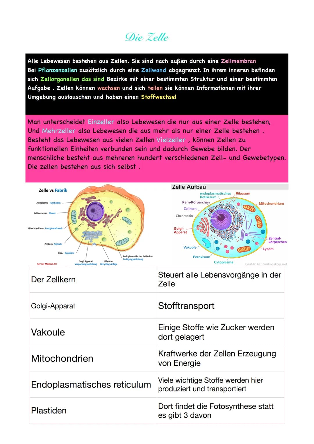 Alle Lebewesen bestehen aus Zellen. Sie sind nach außen durch eine Zellmembran
Bei Pflanzenzellen zusätzlich durch eine Zellwand abgegrenzt.