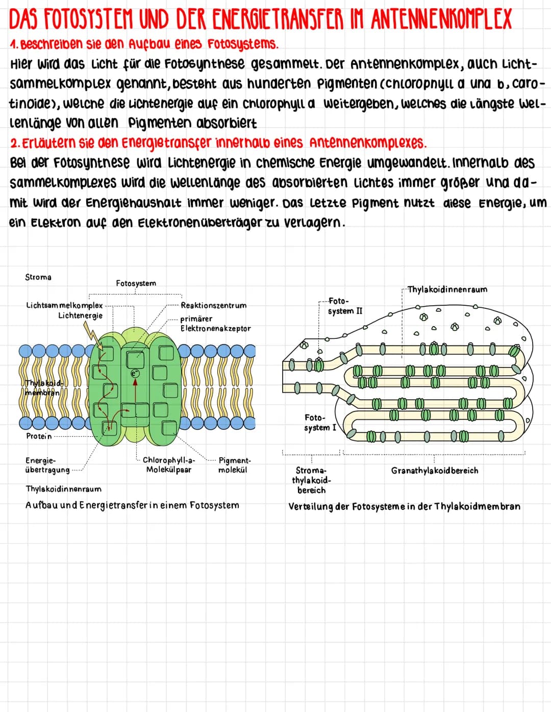 DAS FOTOSYSTEM UND DER ENERGIE TRANSFER IM ANTENNENKOMPLEX
4. Beschreiben sie den Aufbau eines Fotosystems.
Hier wird das Licht für die Foto