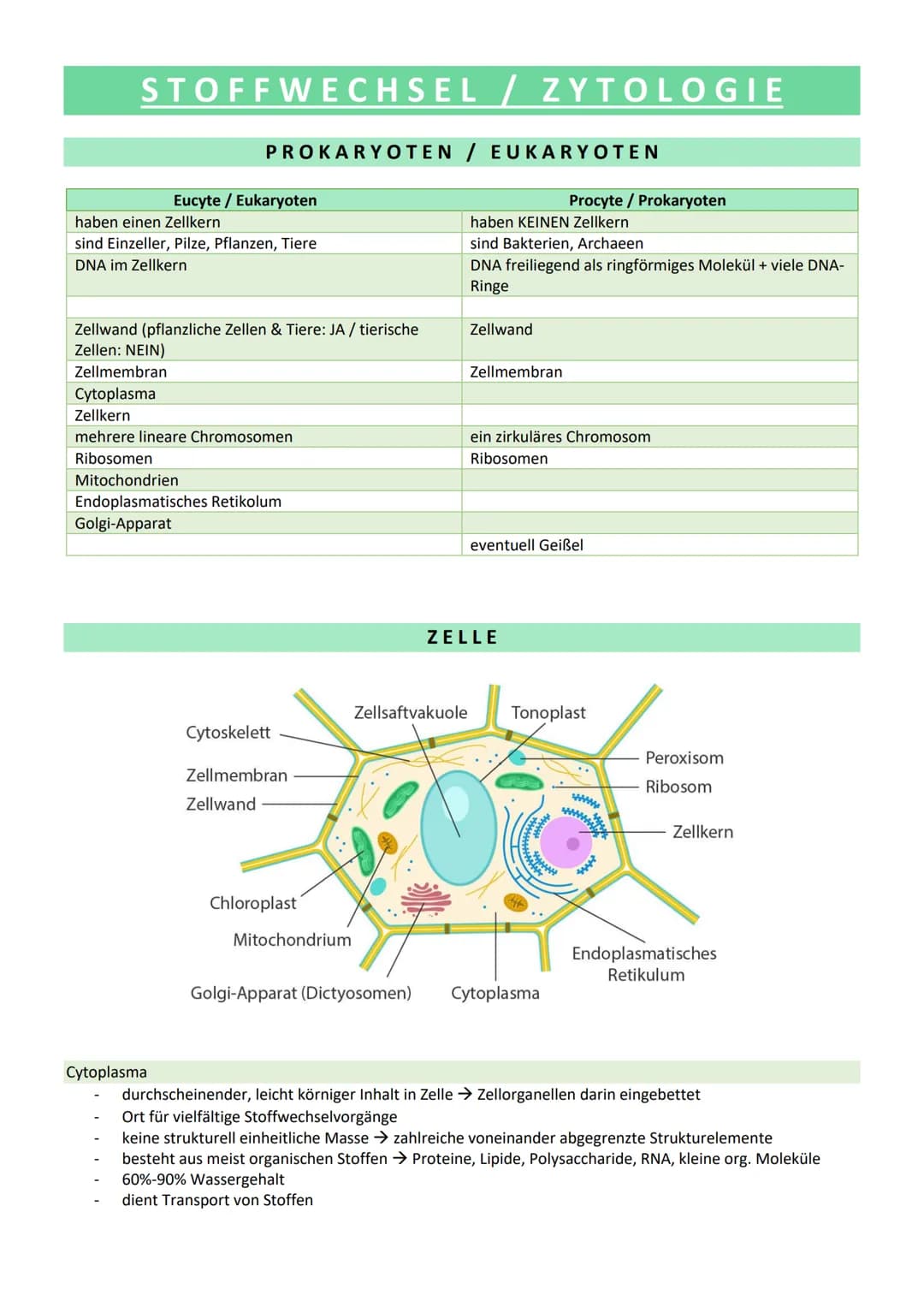 STOFFWECHSEL / ZYTOLOGIE
PROKARYOTEN / EUKARYOTEN
Eucyte/ Eukaryoten
haben einen Zellkern
sind Einzeller, Pilze, Pflanzen, Tiere
DNA im Zell