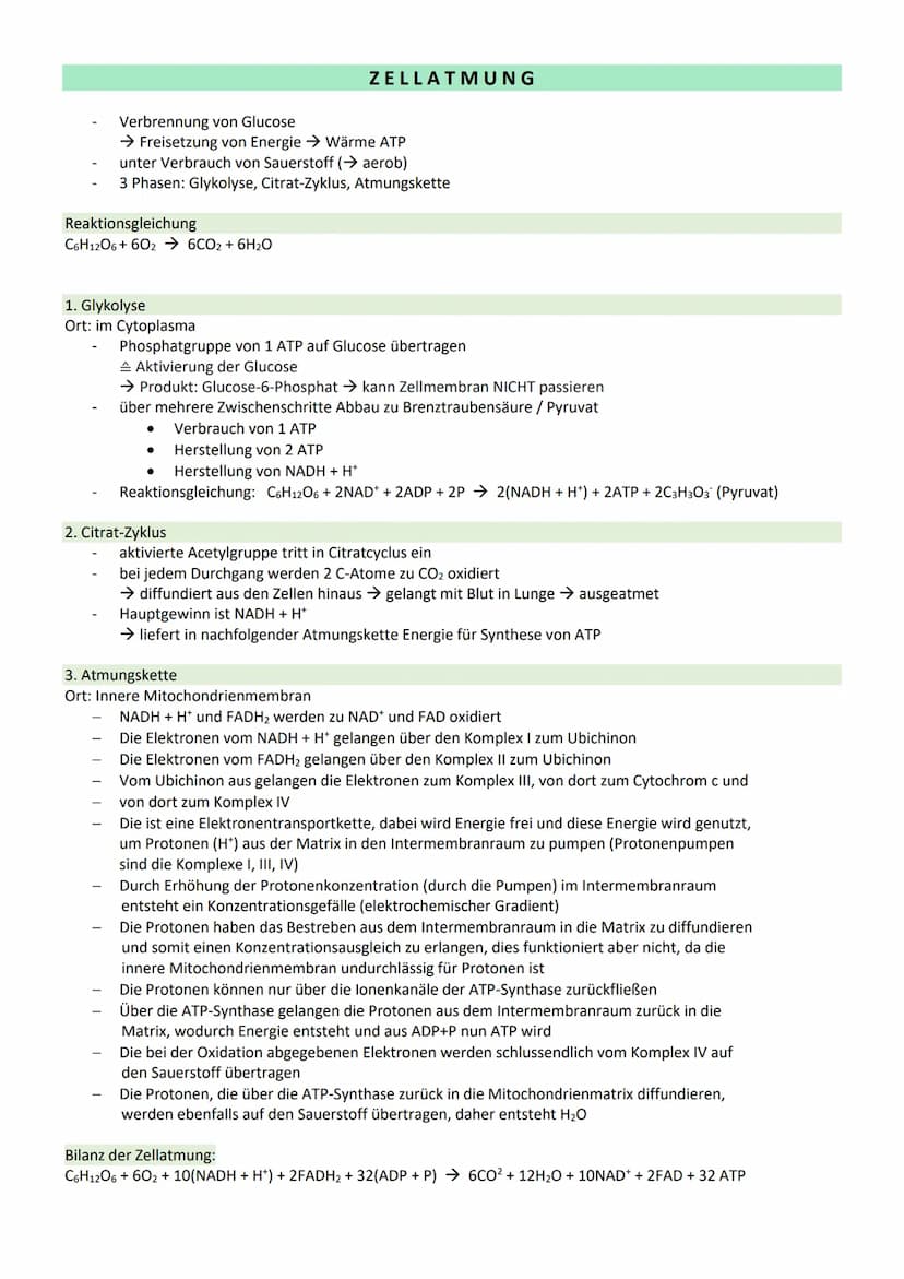 STOFFWECHSEL / ZYTOLOGIE
PROKARYOTEN / EUKARYOTEN
Eucyte/ Eukaryoten
haben einen Zellkern
sind Einzeller, Pilze, Pflanzen, Tiere
DNA im Zell