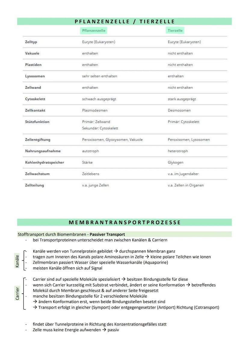 STOFFWECHSEL / ZYTOLOGIE
PROKARYOTEN / EUKARYOTEN
Eucyte/ Eukaryoten
haben einen Zellkern
sind Einzeller, Pilze, Pflanzen, Tiere
DNA im Zell
