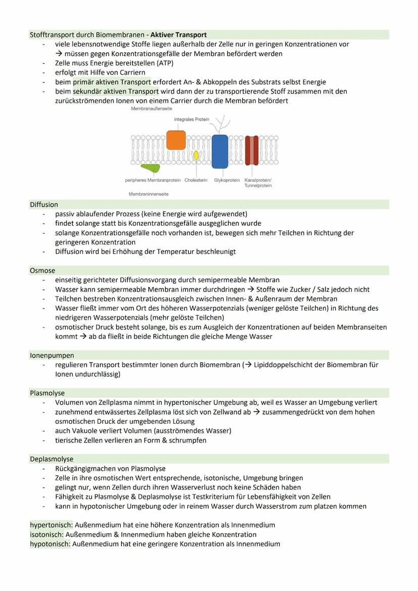 STOFFWECHSEL / ZYTOLOGIE
PROKARYOTEN / EUKARYOTEN
Eucyte/ Eukaryoten
haben einen Zellkern
sind Einzeller, Pilze, Pflanzen, Tiere
DNA im Zell