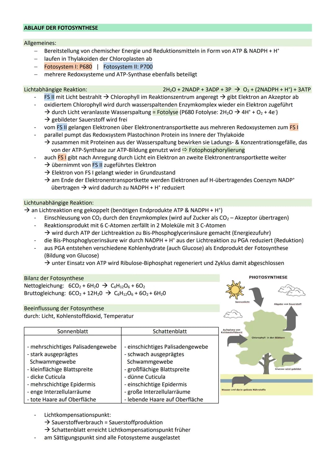 STOFFWECHSEL / ZYTOLOGIE
PROKARYOTEN / EUKARYOTEN
Eucyte/ Eukaryoten
haben einen Zellkern
sind Einzeller, Pilze, Pflanzen, Tiere
DNA im Zell