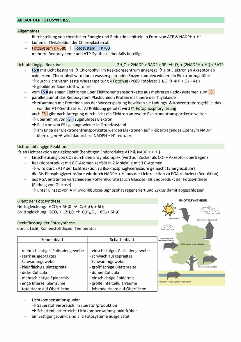 STOFFWECHSEL / ZYTOLOGIE
PROKARYOTEN / EUKARYOTEN
Eucyte/ Eukaryoten
haben einen Zellkern
sind Einzeller, Pilze, Pflanzen, Tiere
DNA im Zell