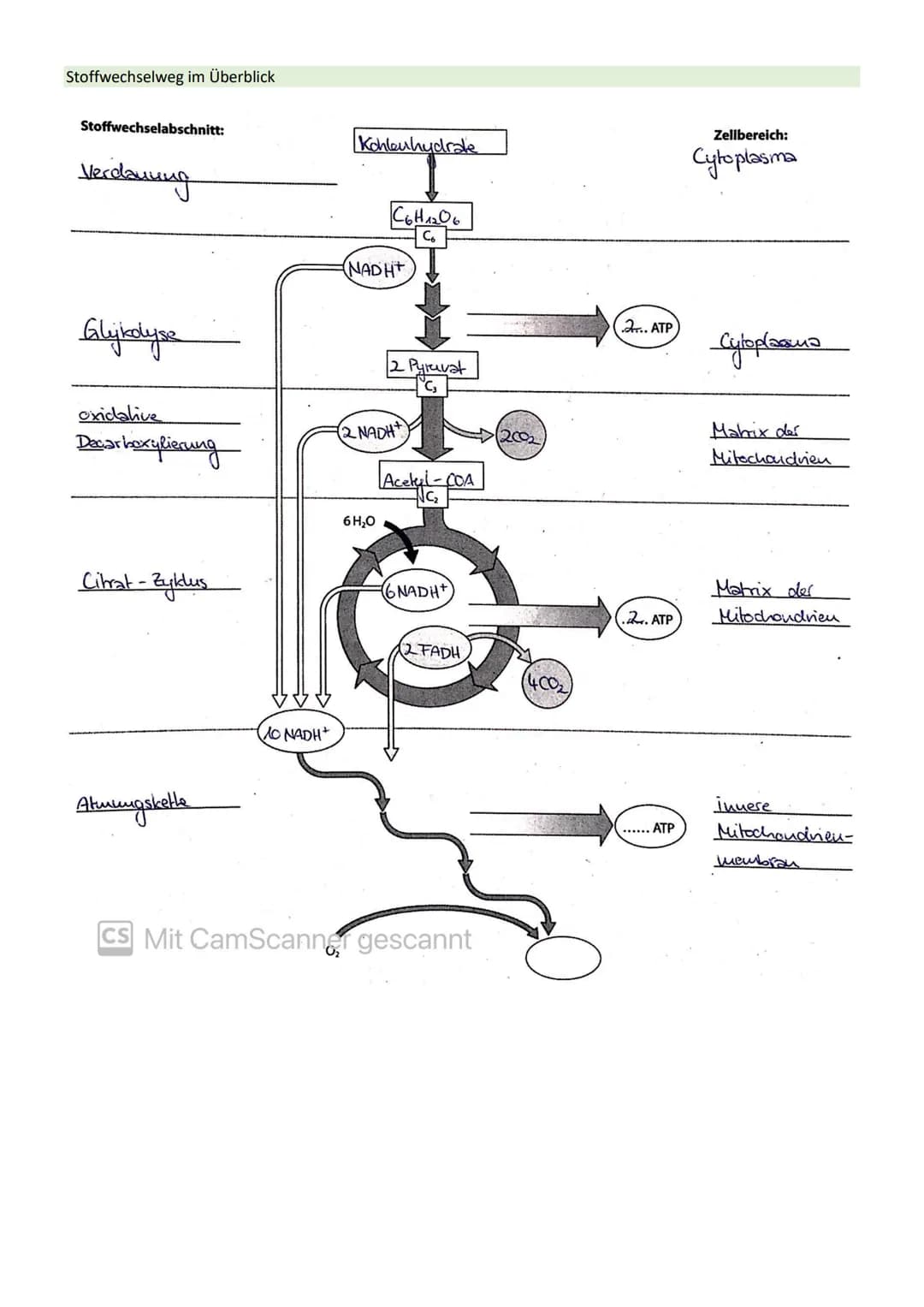 STOFFWECHSEL / ZYTOLOGIE
PROKARYOTEN / EUKARYOTEN
Eucyte/ Eukaryoten
haben einen Zellkern
sind Einzeller, Pilze, Pflanzen, Tiere
DNA im Zell