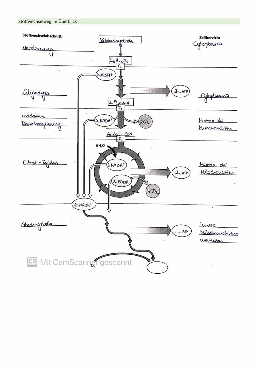 STOFFWECHSEL / ZYTOLOGIE
PROKARYOTEN / EUKARYOTEN
Eucyte/ Eukaryoten
haben einen Zellkern
sind Einzeller, Pilze, Pflanzen, Tiere
DNA im Zell