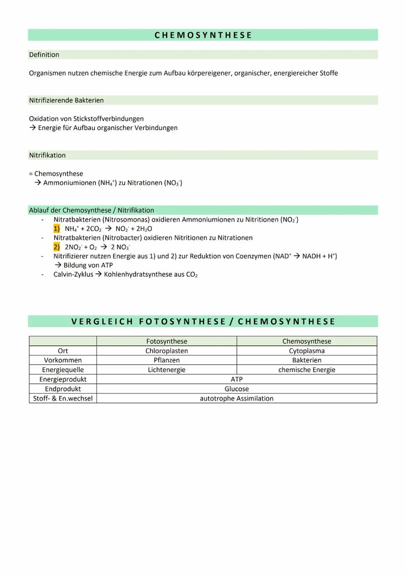 STOFFWECHSEL / ZYTOLOGIE
PROKARYOTEN / EUKARYOTEN
Eucyte/ Eukaryoten
haben einen Zellkern
sind Einzeller, Pilze, Pflanzen, Tiere
DNA im Zell