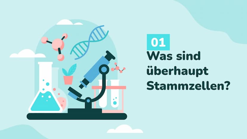 Wochenbericht
Stammzellen //// Inhalt
01
Stammzelle
Was sind Stammzellen
überhaupt?
04
Anwendung
Wo werden Stammzellen
angewendet
02
Arten
W