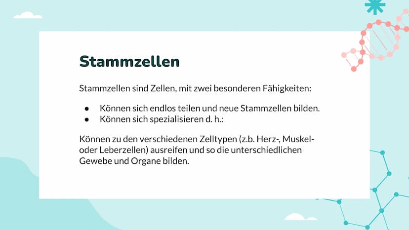 Wochenbericht
Stammzellen //// Inhalt
01
Stammzelle
Was sind Stammzellen
überhaupt?
04
Anwendung
Wo werden Stammzellen
angewendet
02
Arten
W