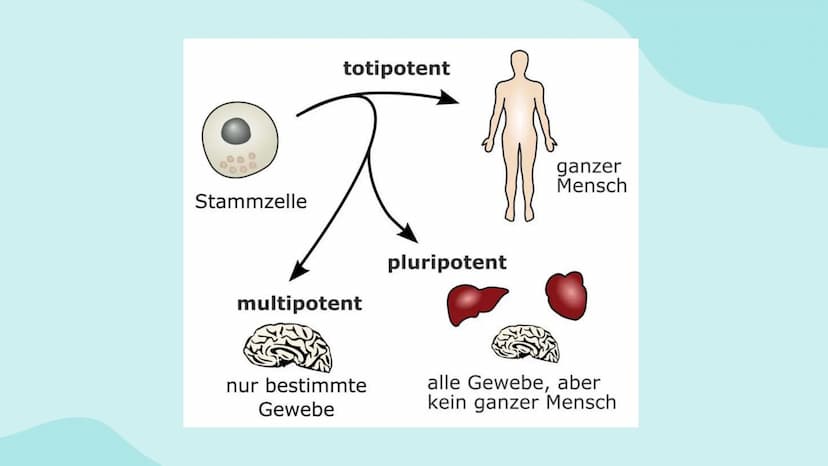 Wochenbericht
Stammzellen //// Inhalt
01
Stammzelle
Was sind Stammzellen
überhaupt?
04
Anwendung
Wo werden Stammzellen
angewendet
02
Arten
W