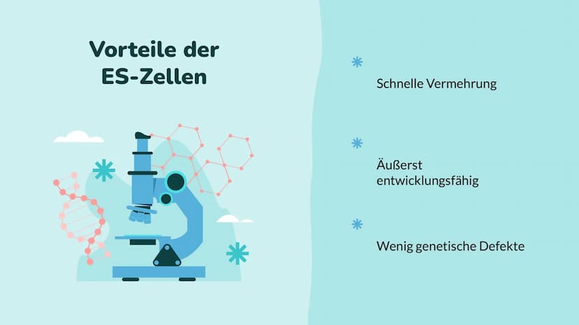 Wochenbericht
Stammzellen //// Inhalt
01
Stammzelle
Was sind Stammzellen
überhaupt?
04
Anwendung
Wo werden Stammzellen
angewendet
02
Arten
W