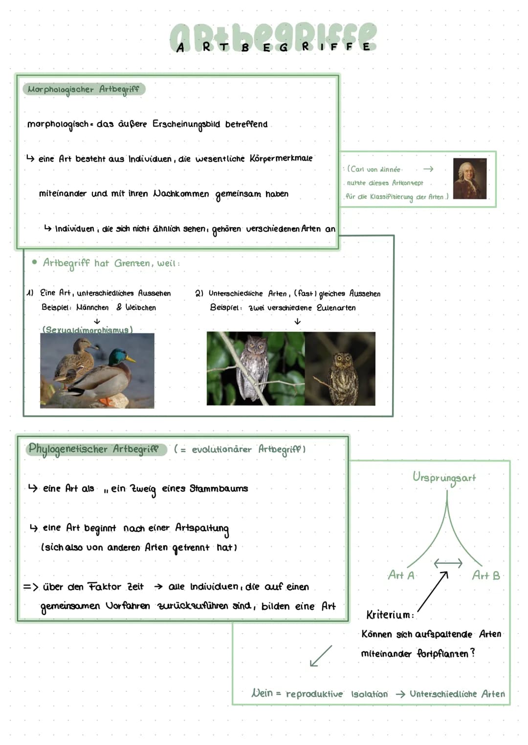 Morphologischer Artbegriff
morphologisch - das außere Erscheinungsbild betreffend
ARTLEGRIFER
B
↳eine Art besteht aus Individuen, die wesent