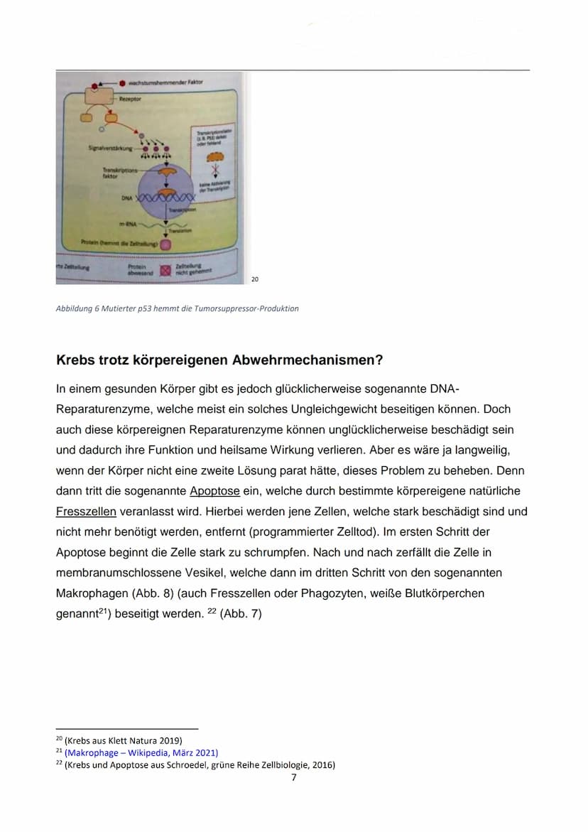 WIE ENTSTEHT EIGENTLICH
KREBS?
Autor: Luca Dold, KSI
EXPOSEE
Krebs ist keine Erkrankung der Moderne:
Es konnte nachgewiesen werden, dass
Kre